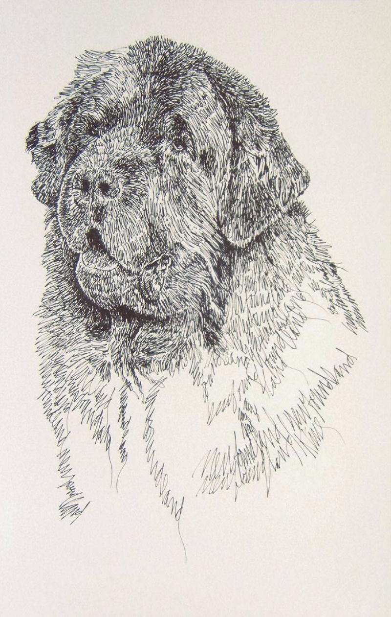 Artista escreve retratos detalhadas de cães 04