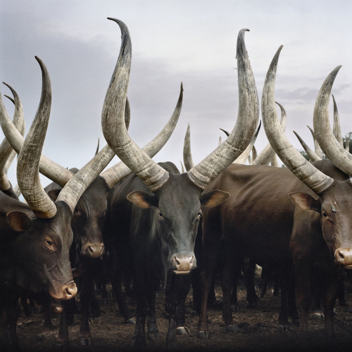 Fotografias fantásticas de vacas sagradas do Mundo