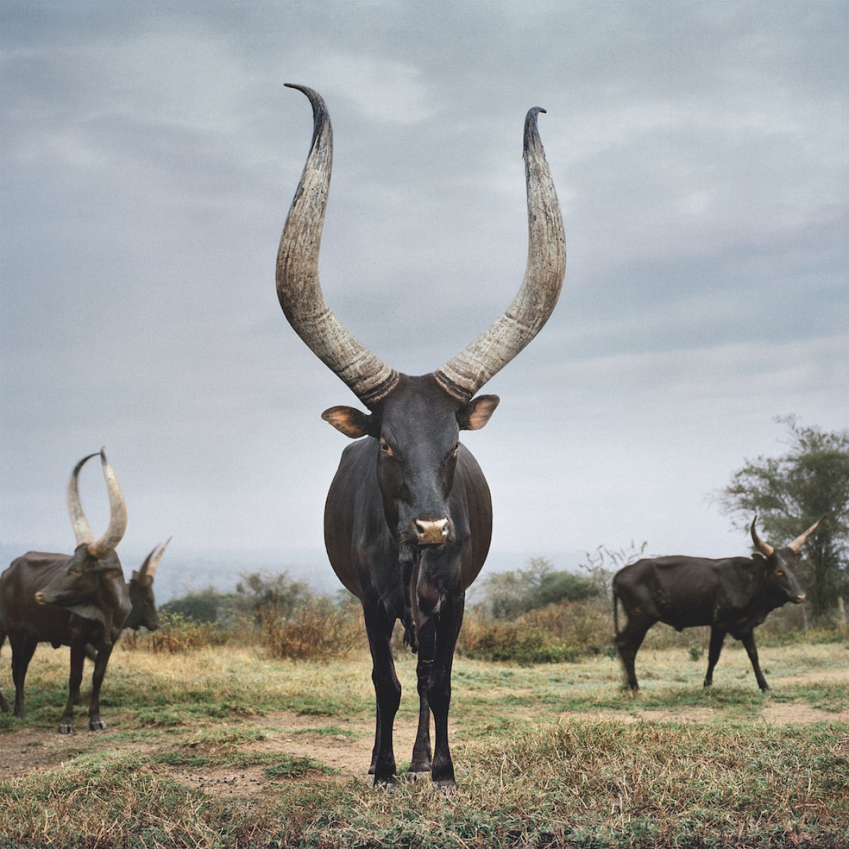 Fotografias fantásticas de vacas sagradas do Mundo 02
