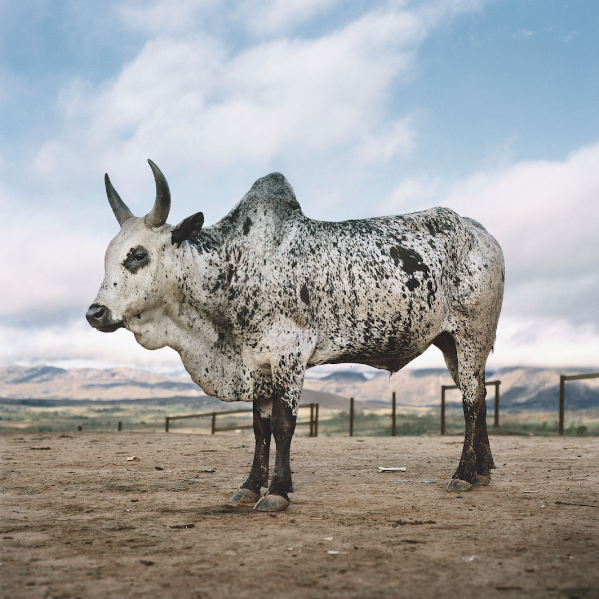 Fotografias fantásticas de vacas sagradas do Mundo 05