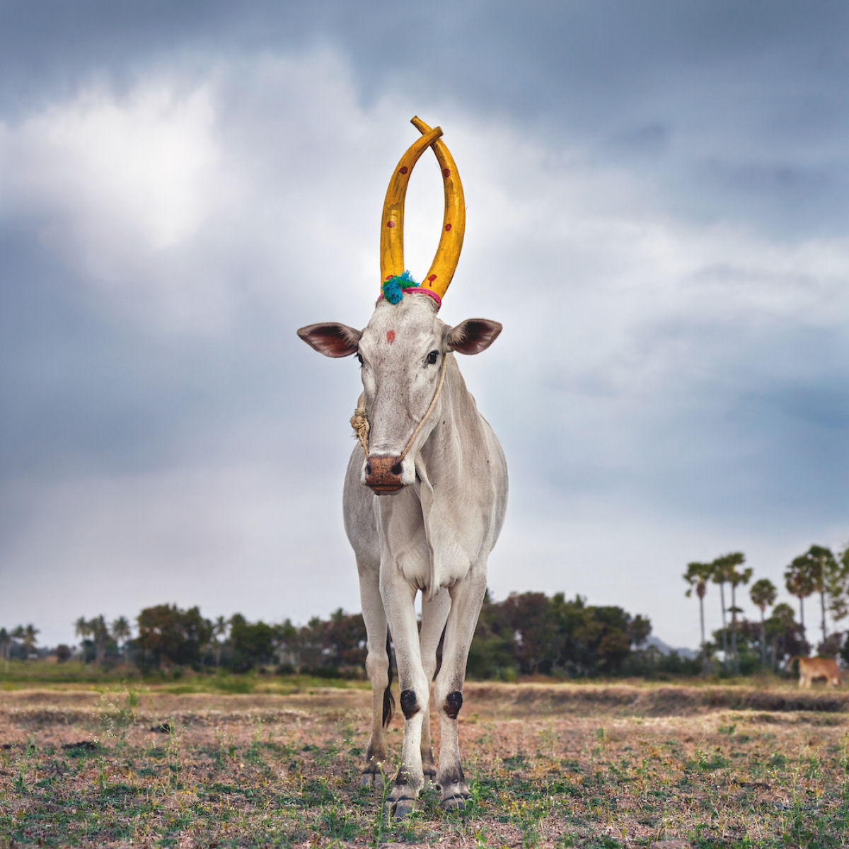 Fotografias fantásticas de vacas sagradas do Mundo 08