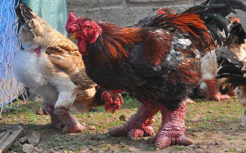 Raça de galinha vietnamita rara tem as pernas mais estranhas que você já viu 01