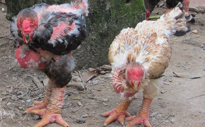 Raça de galinha vietnamita rara tem as pernas mais estranhas que você já viu 02