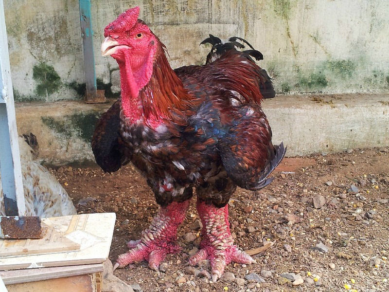 Raça de galinha vietnamita rara tem as pernas mais estranhas que você já viu 03