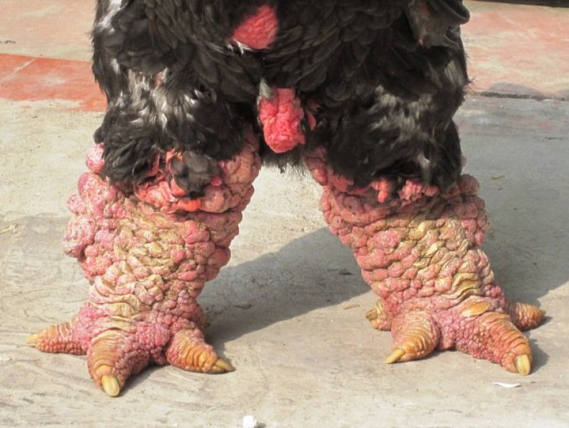 Raça de galinha vietnamita rara tem as pernas mais estranhas que você já viu 04