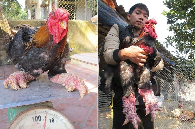 Raça de galinha vietnamita rara tem as pernas mais estranhas que você já viu 05