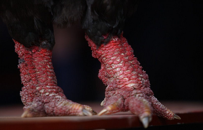 Raça de galinha vietnamita rara tem as pernas mais estranhas que você já viu 08