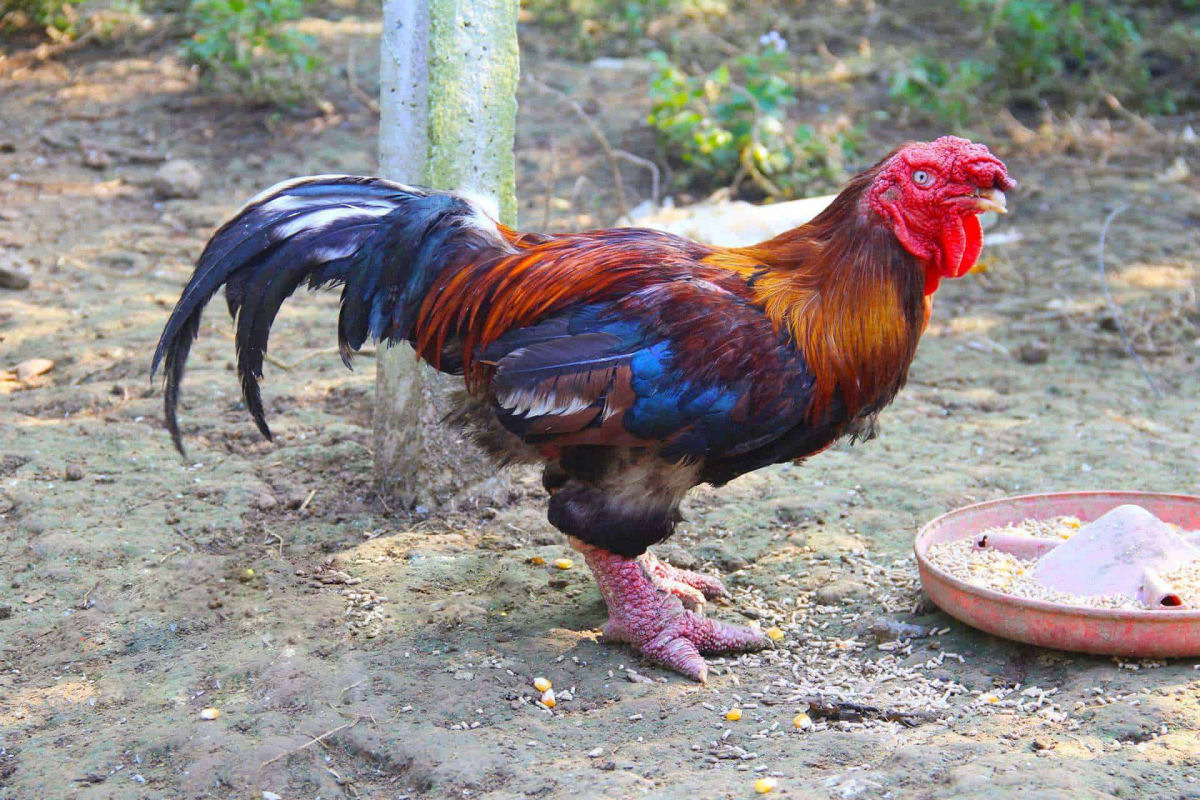 Raça de galinha vietnamita rara tem as pernas mais estranhas que você já viu 09