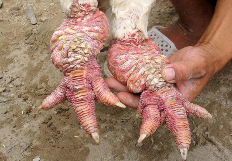 Raça de galinha vietnamita rara tem as pernas mais estranhas que você já viu 10