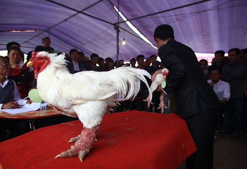 Raça de galinha vietnamita rara tem as pernas mais estranhas que você já viu 11