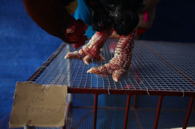 Raça de galinha vietnamita rara tem as pernas mais estranhas que você já viu 12