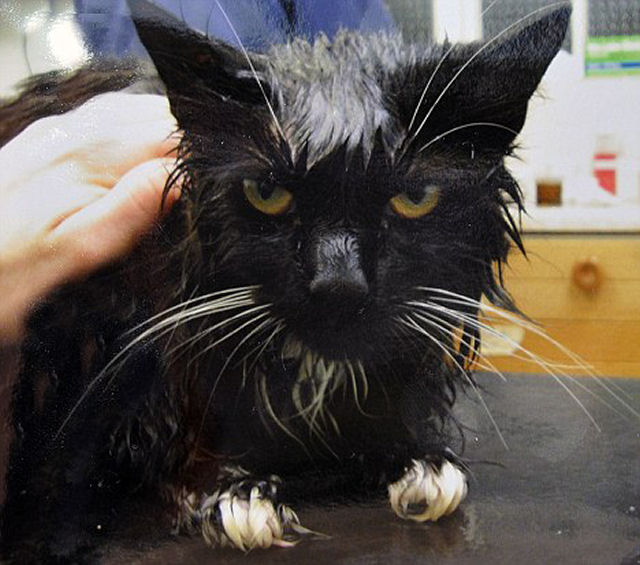 Gato sobrevive após seu dono tentar cozinhá-lo em um microondas