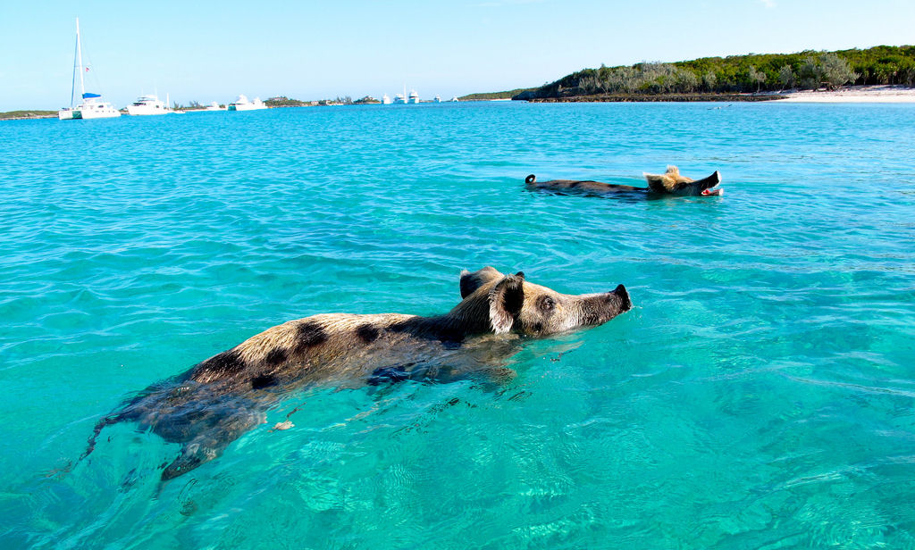 Únicos habitantes de ilha das Bahamas são porcos