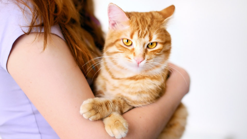 Mulheres que vivem com gatos são mais proclives ao suicídio, revela estudo