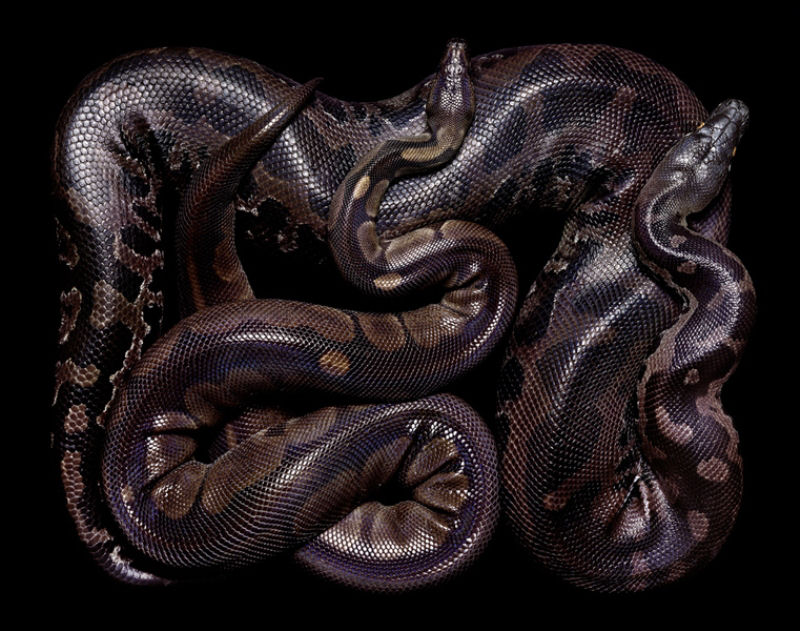 Serpentes, a série 08