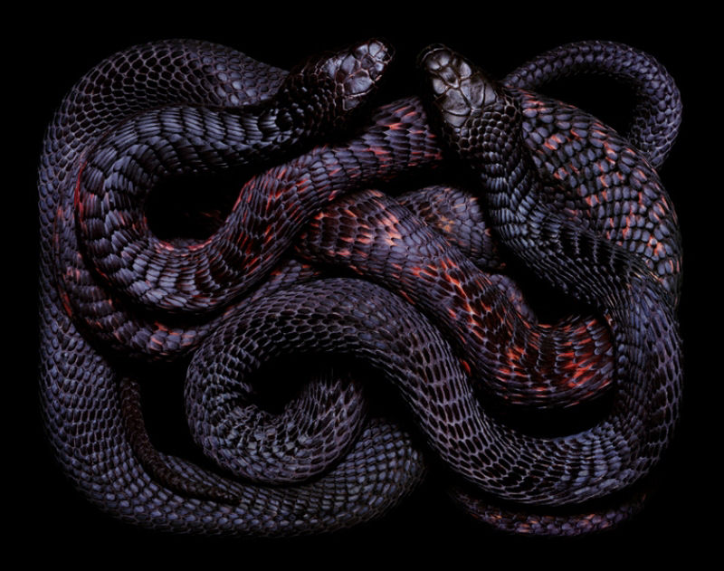 Serpentes, a série 12
