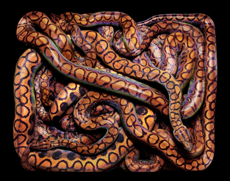 Serpentes, a série 13