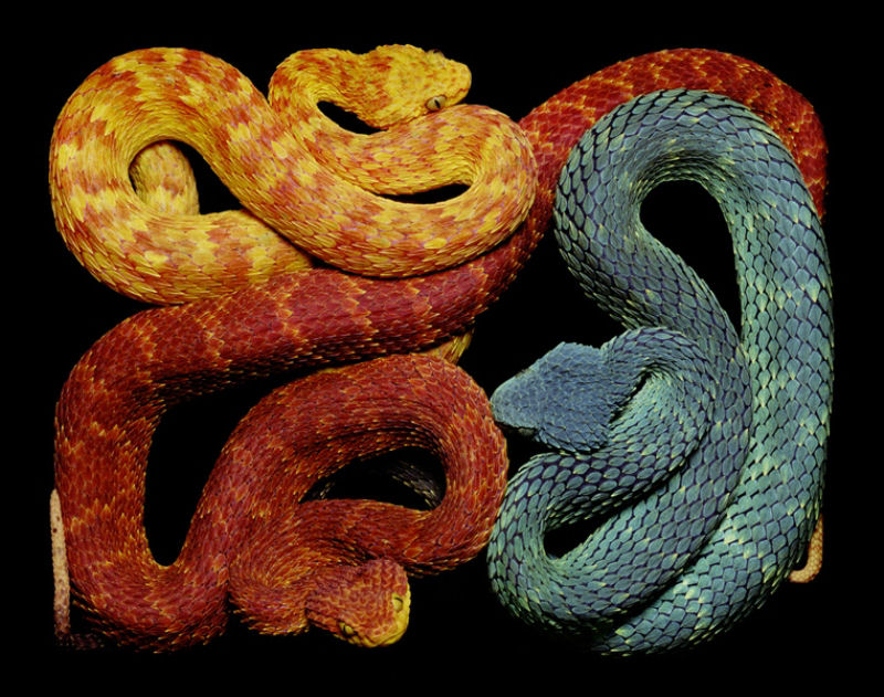 Serpentes, a série 17