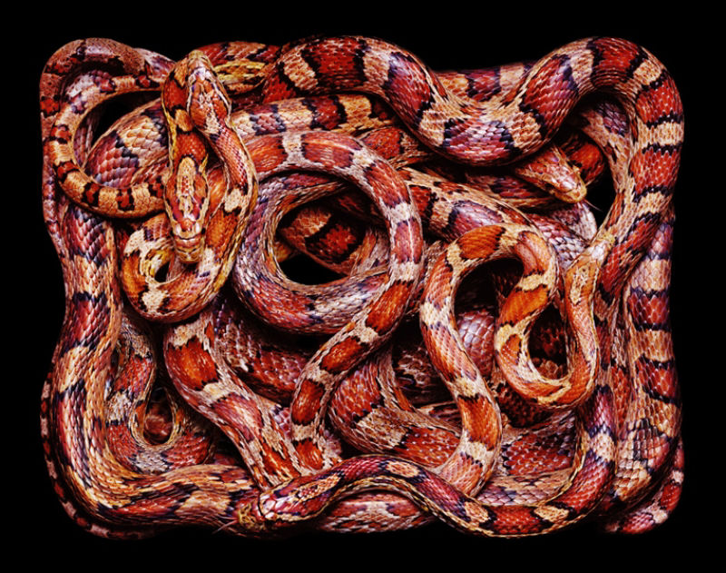 Serpentes, a série 19