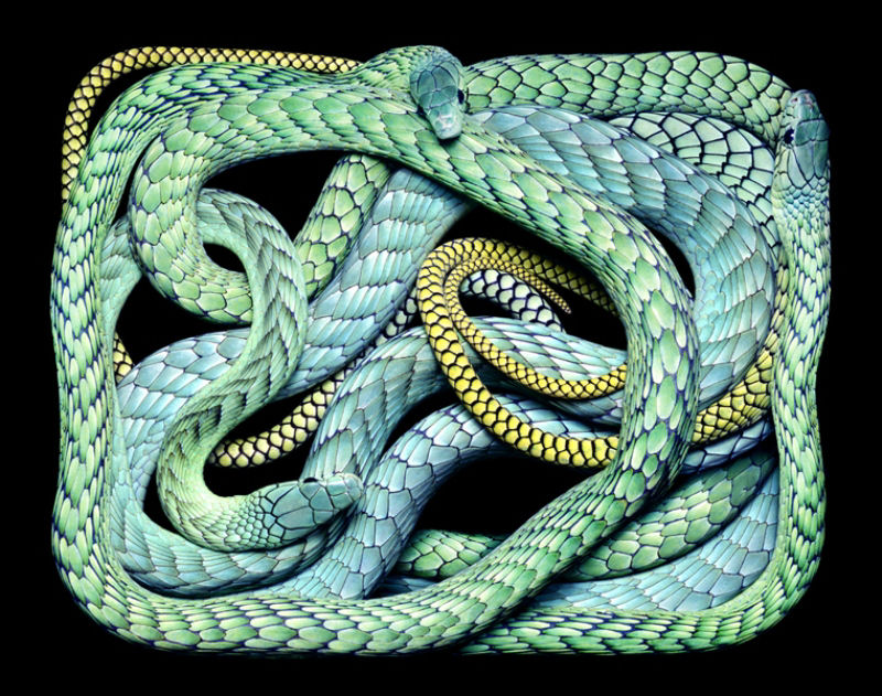 Serpentes, a série 29