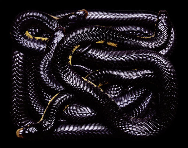 Serpentes, a série 38