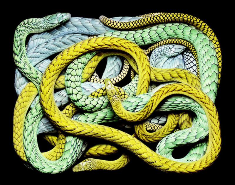 Serpentes, a série 43