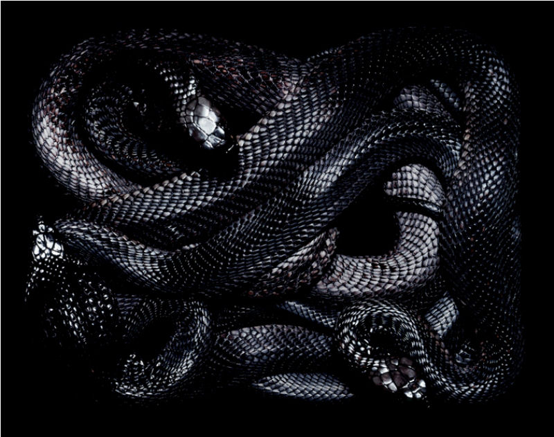 Serpentes, a série 46