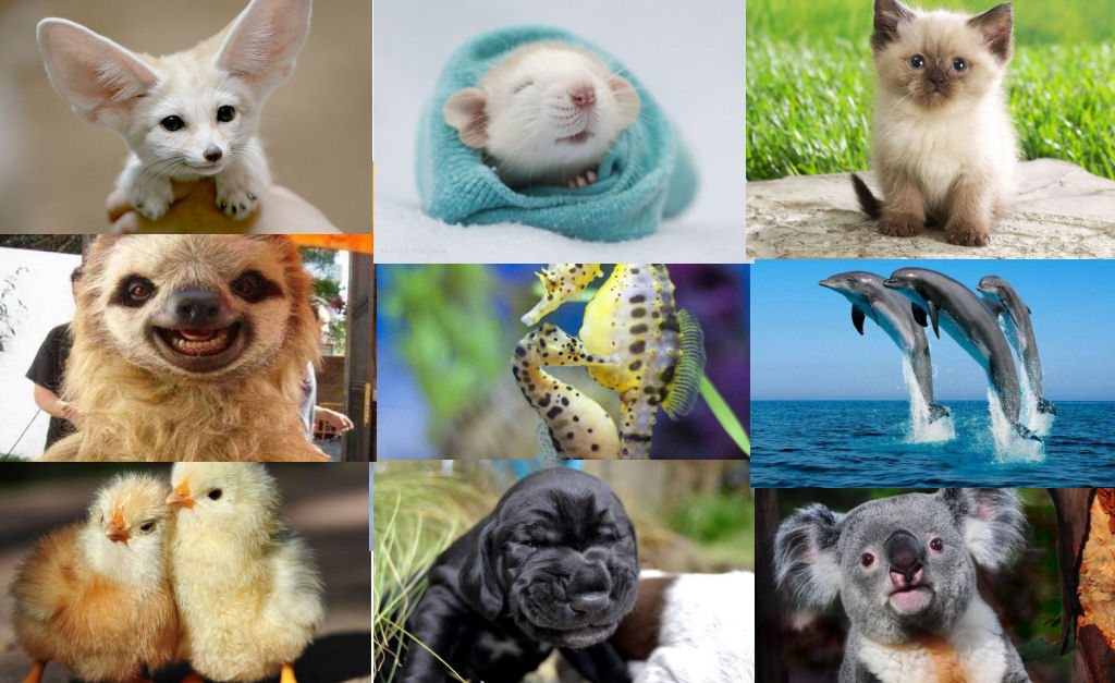 Singularidades extraordinárias de animais extraordinários: Miscelânea 2