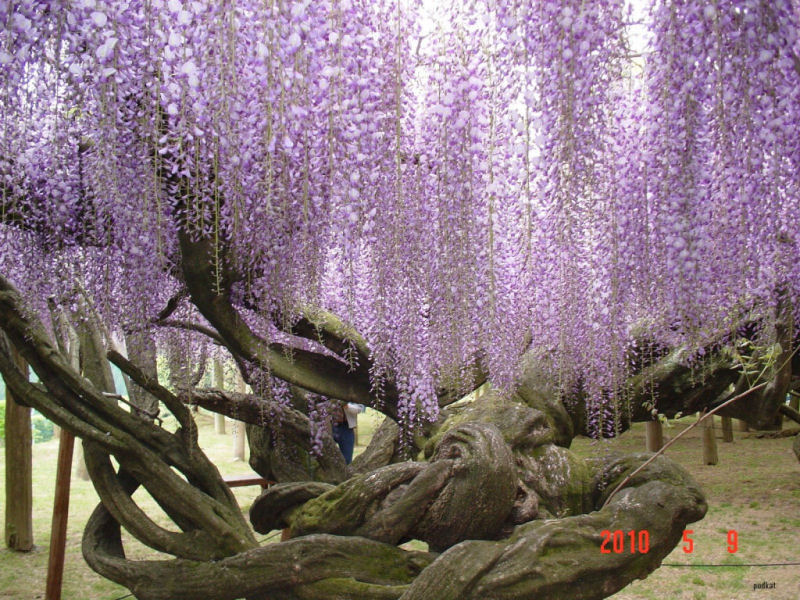 O túnel de Glicínias no jardim de Kawachi Fuji no Japão 04
