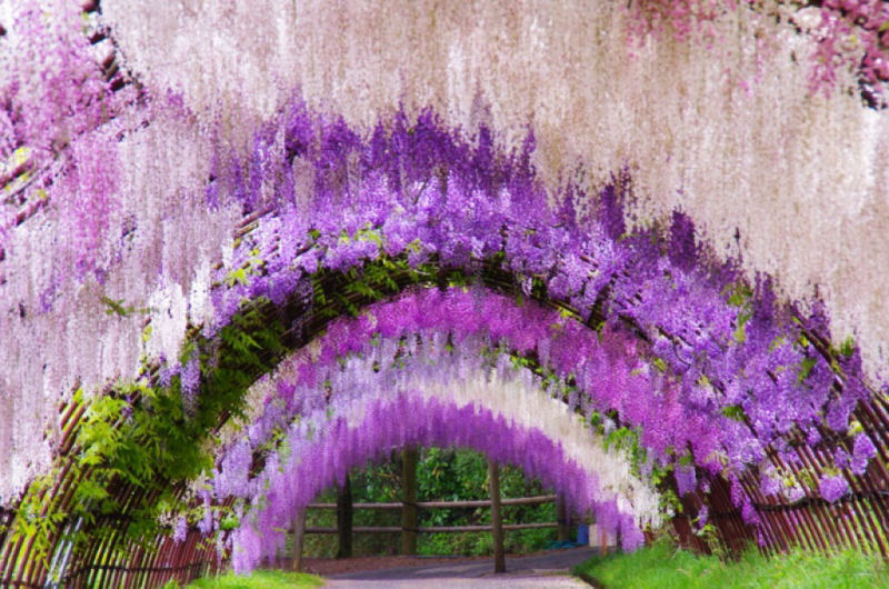 O túnel de Glicínias no jardim de Kawachi Fuji no Japão 19