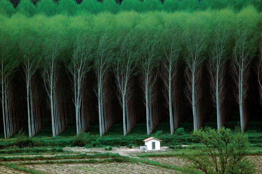 O alinhamento desta árvores.