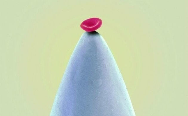 Único glóbulo vermelho na ponta da agulha.