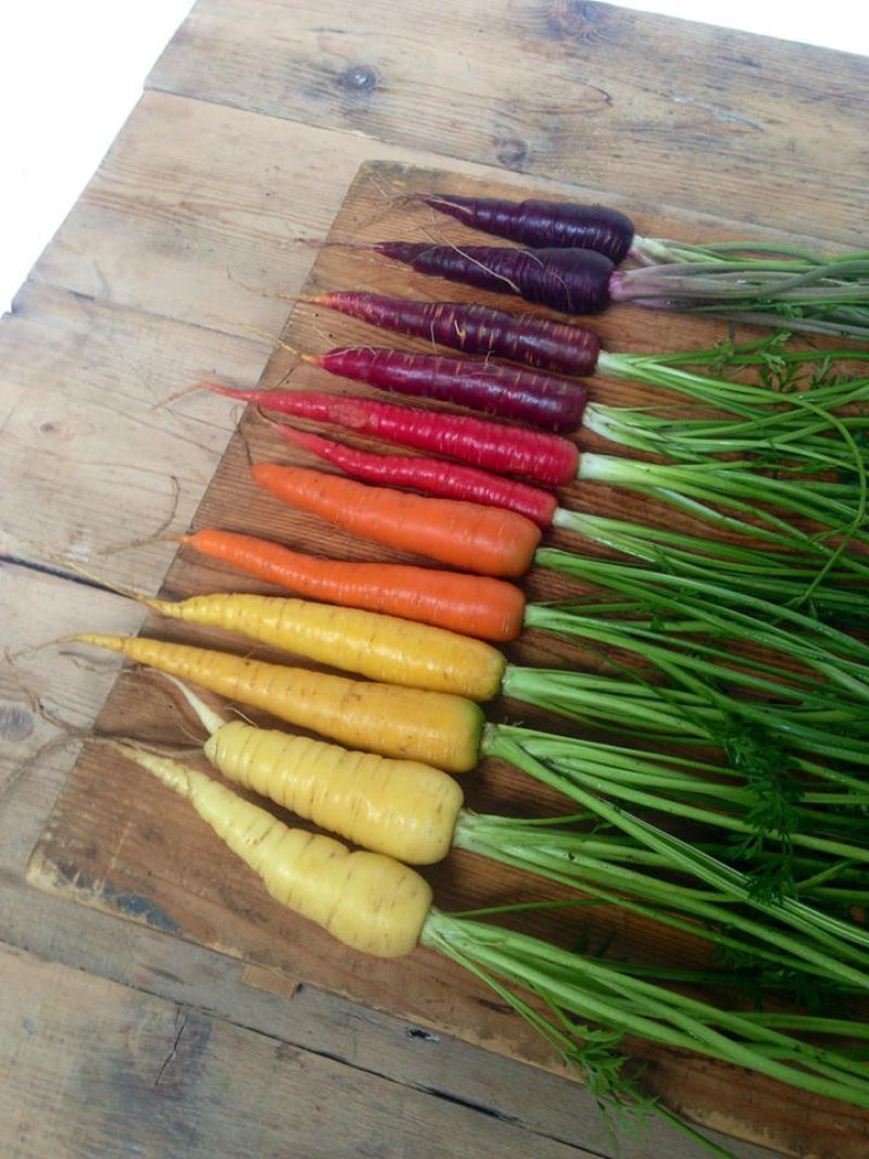 Arco-íris de cenouras.