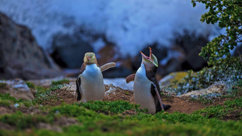 Ótima piada entre pinguins do olho amarelo, uma espécie em perigo de extinção da Nova Zelândia.