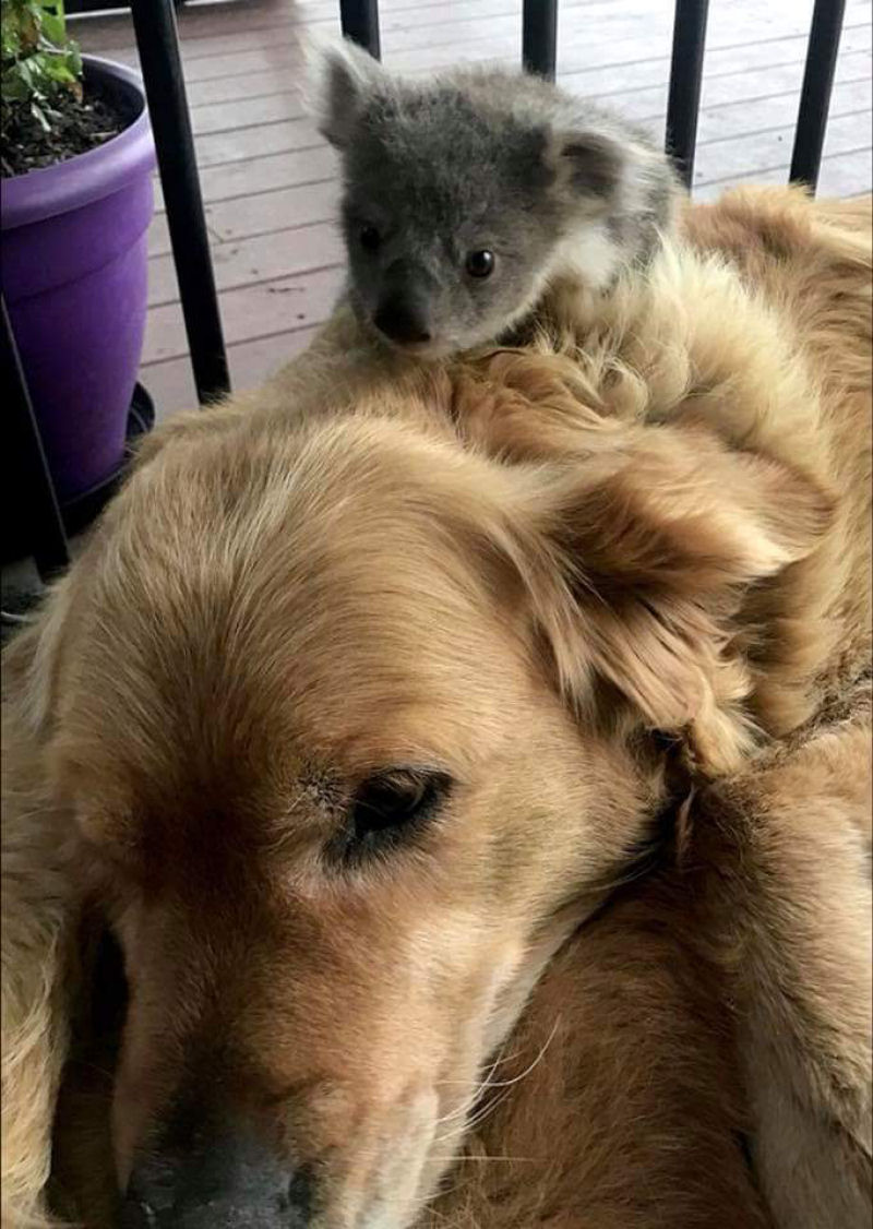 Este coala bebê caiu da bolsa de sua mãe, rastejou para uma casa próxima e encontrou uma golden retriever chamado Asha para se manter aquecido durante a noite.