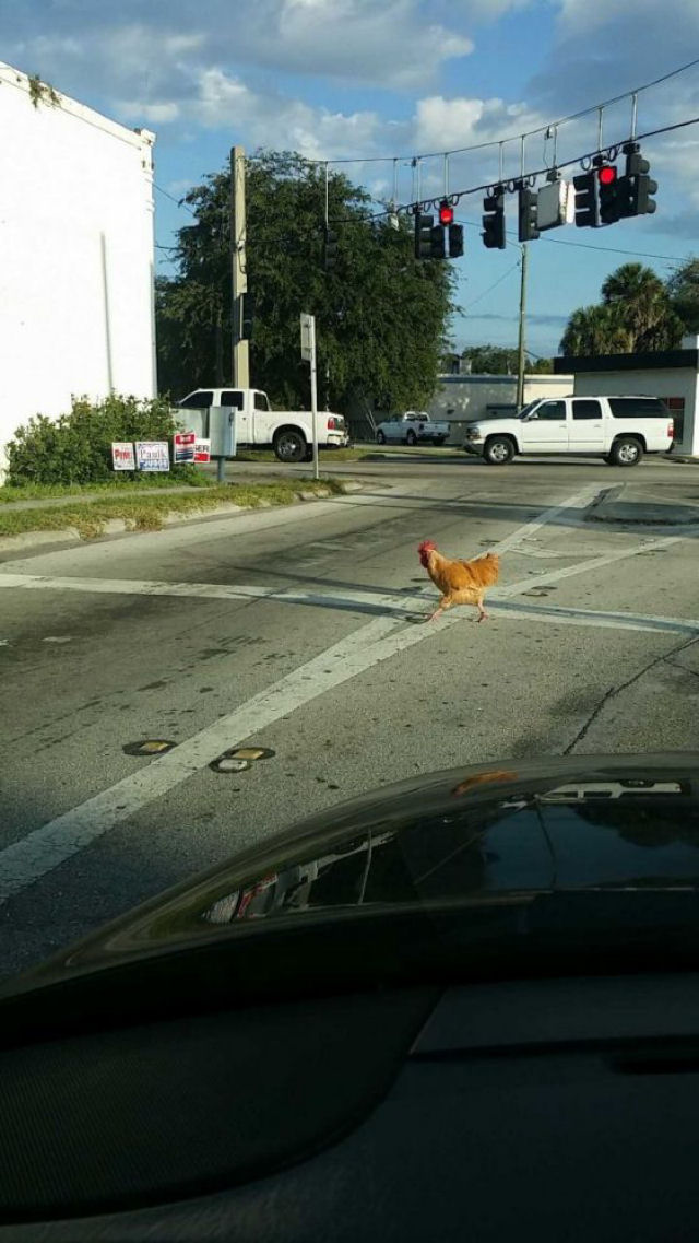 Por que a galinha cruzou estrada?