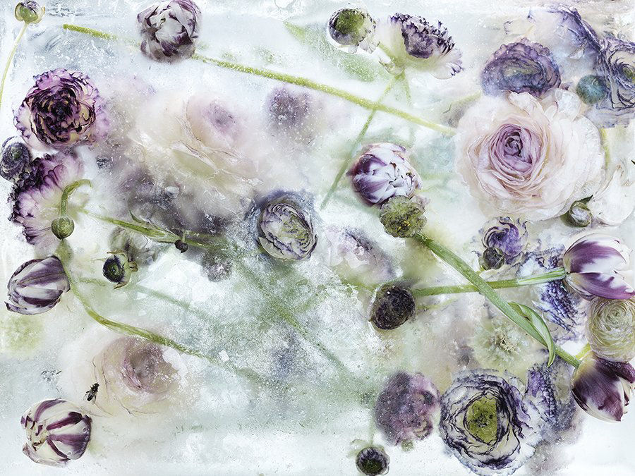 Lindas flores encerradas em blocos de gelo parecem pinturas de aquarelas 01