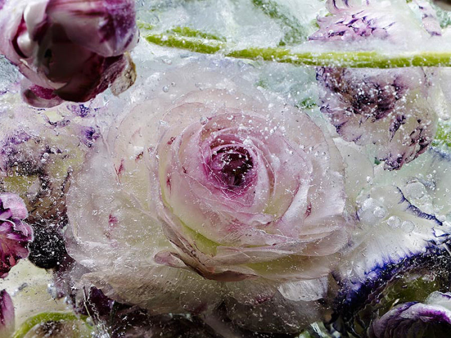 Lindas flores encerradas em blocos de gelo parecem pinturas de aquarelas 02