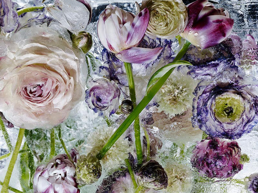 Lindas flores encerradas em blocos de gelo parecem pinturas de aquarelas 08
