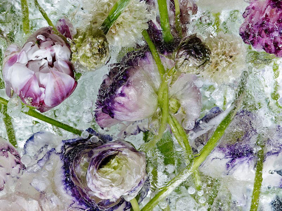 Lindas flores encerradas em blocos de gelo parecem pinturas de aquarelas 10