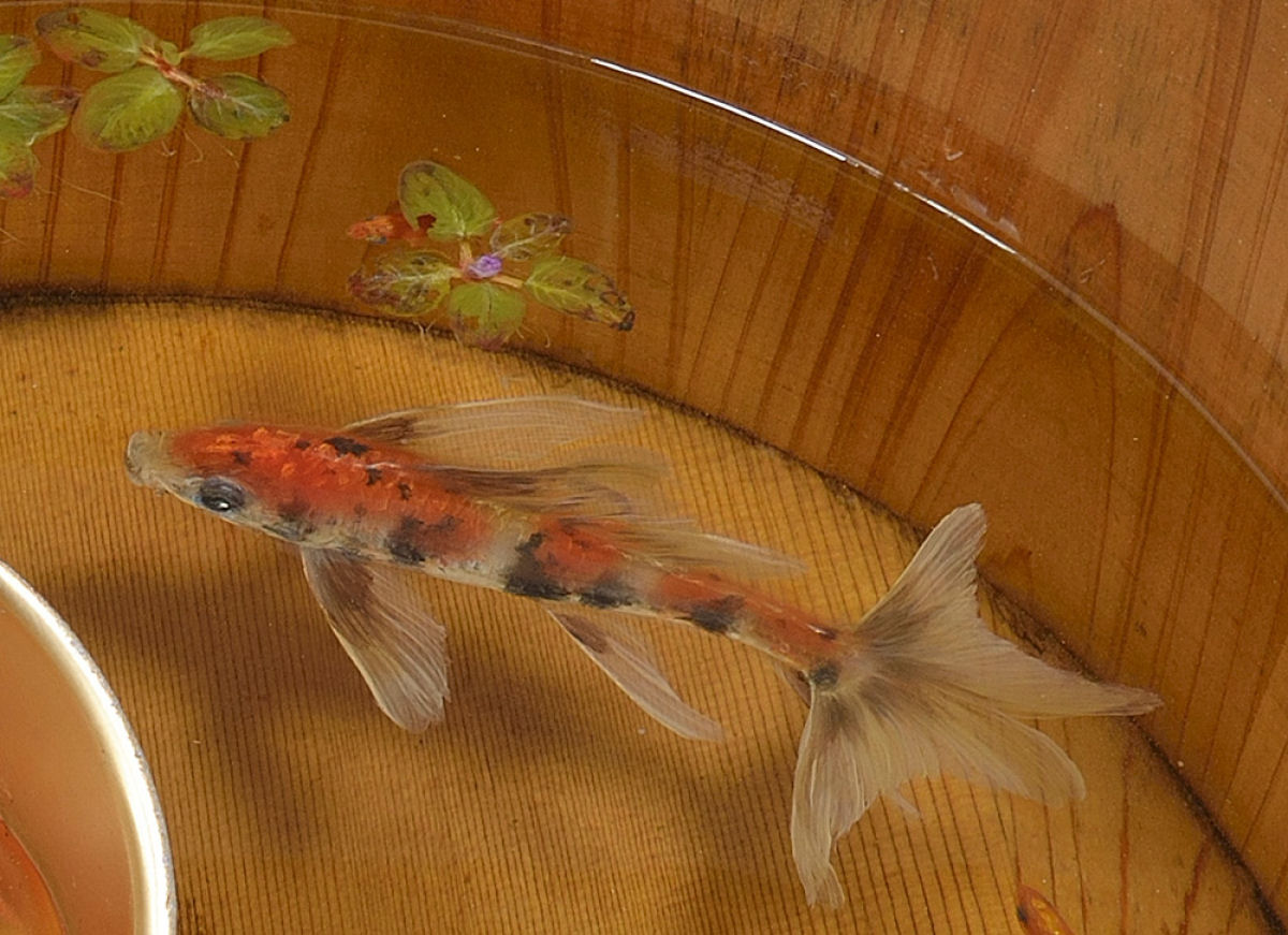 Os peixinhos realistas pintados em acrlico entre camadas de resina de Riusuke Fukahori 12