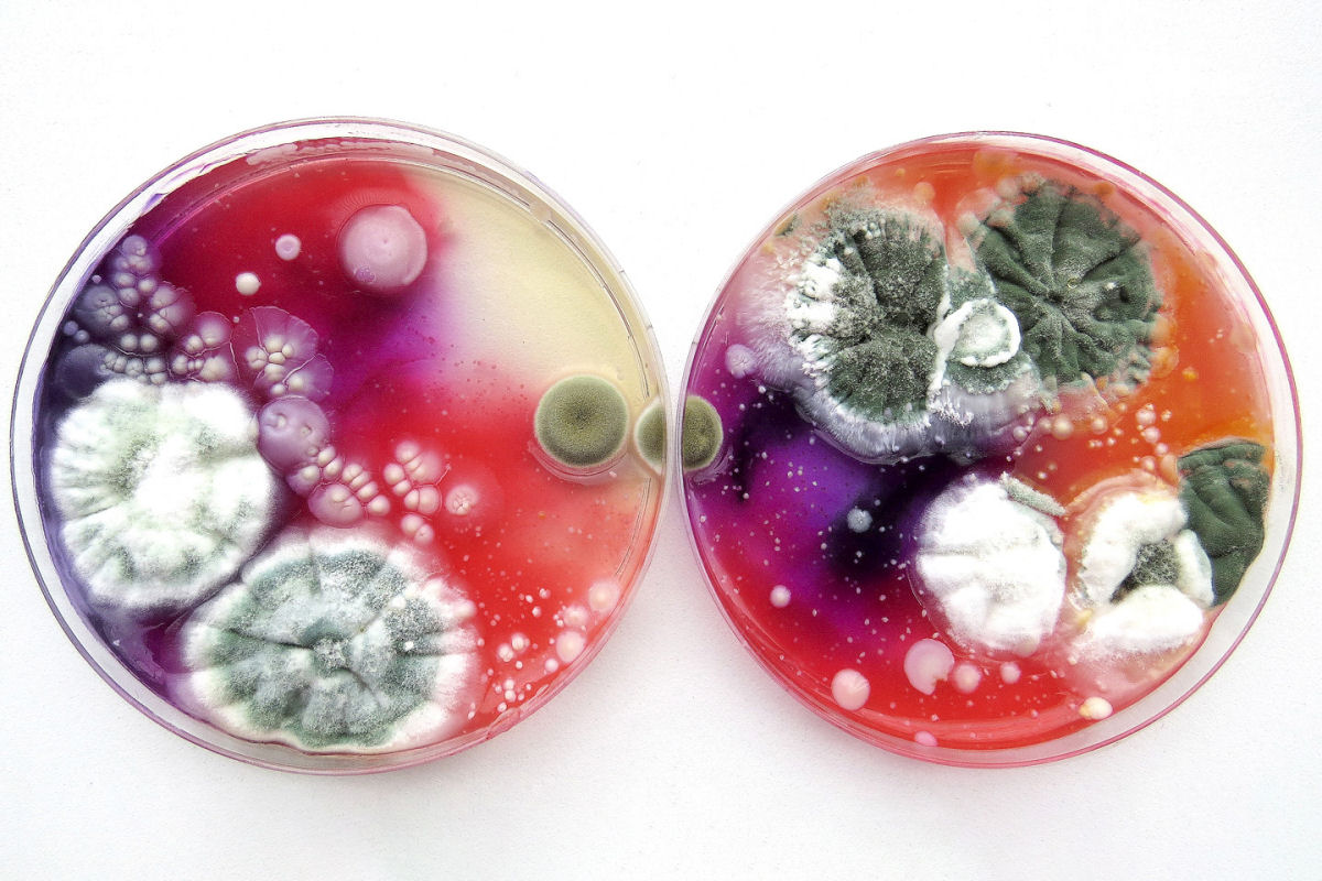 A impressionante arte resultante do cultivo de microrganismos em placas de Petri 02