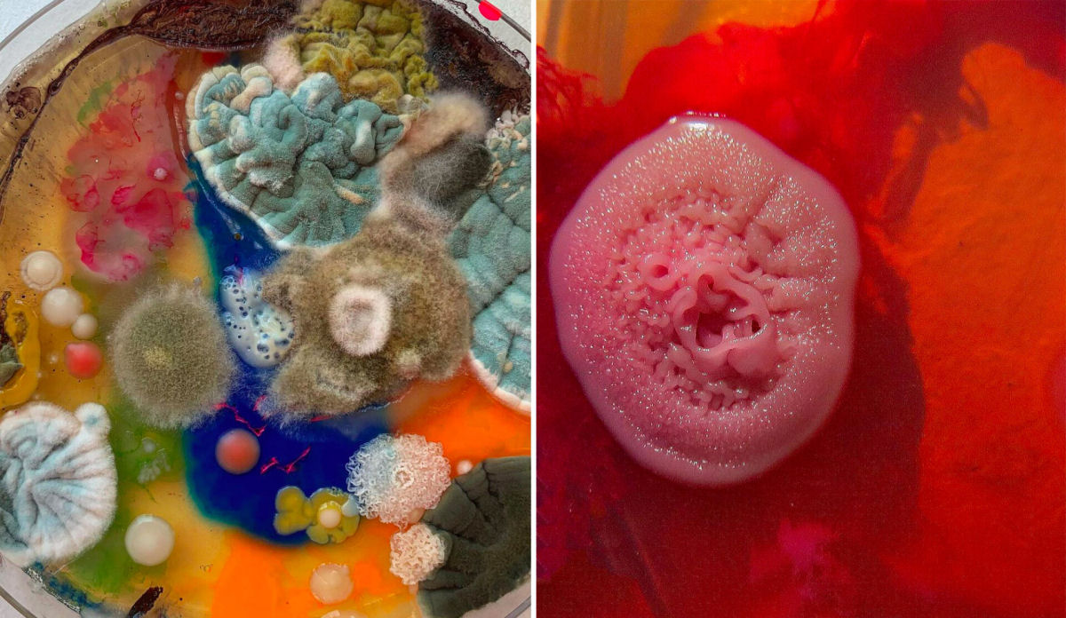 A impressionante arte resultante do cultivo de microrganismos em placas de Petri 03