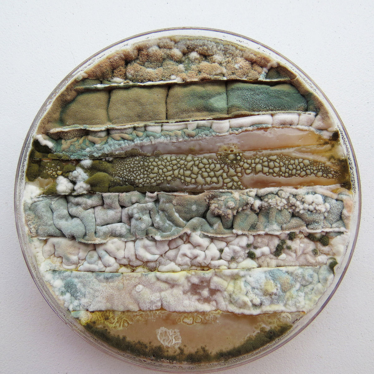 A impressionante arte resultante do cultivo de microrganismos em placas de Petri 04