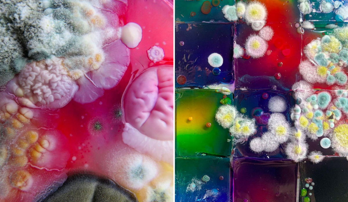 A impressionante arte resultante do cultivo de microrganismos em placas de Petri 05