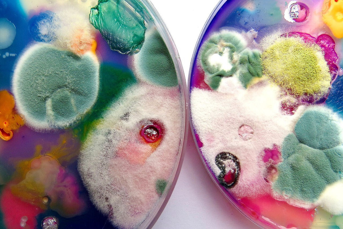 A impressionante arte resultante do cultivo de microrganismos em placas de Petri 06