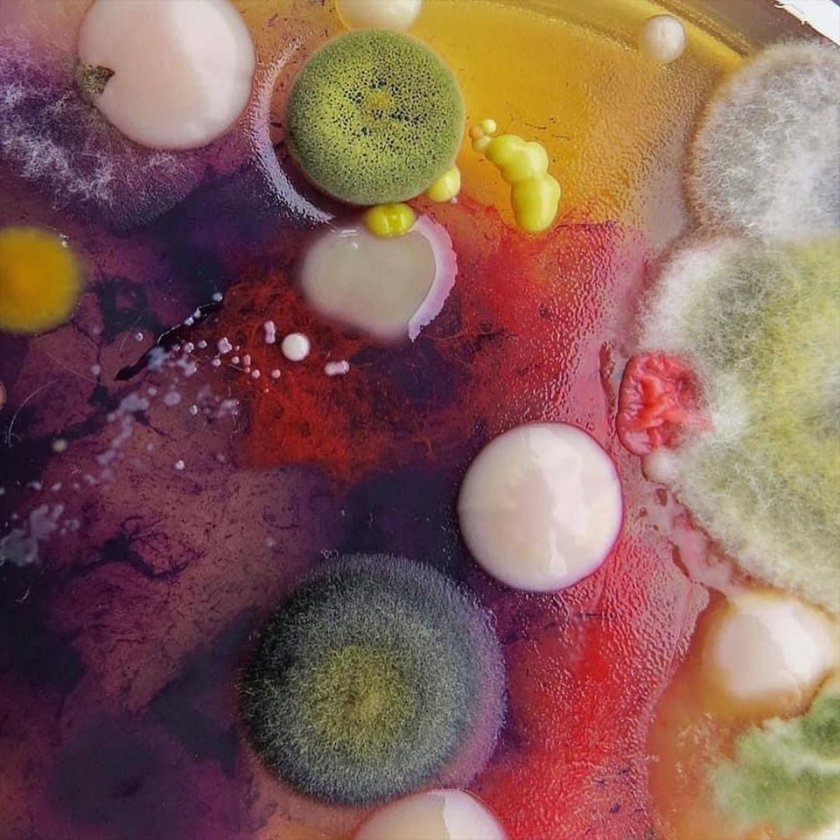 A impressionante arte resultante do cultivo de microrganismos em placas de Petri 07