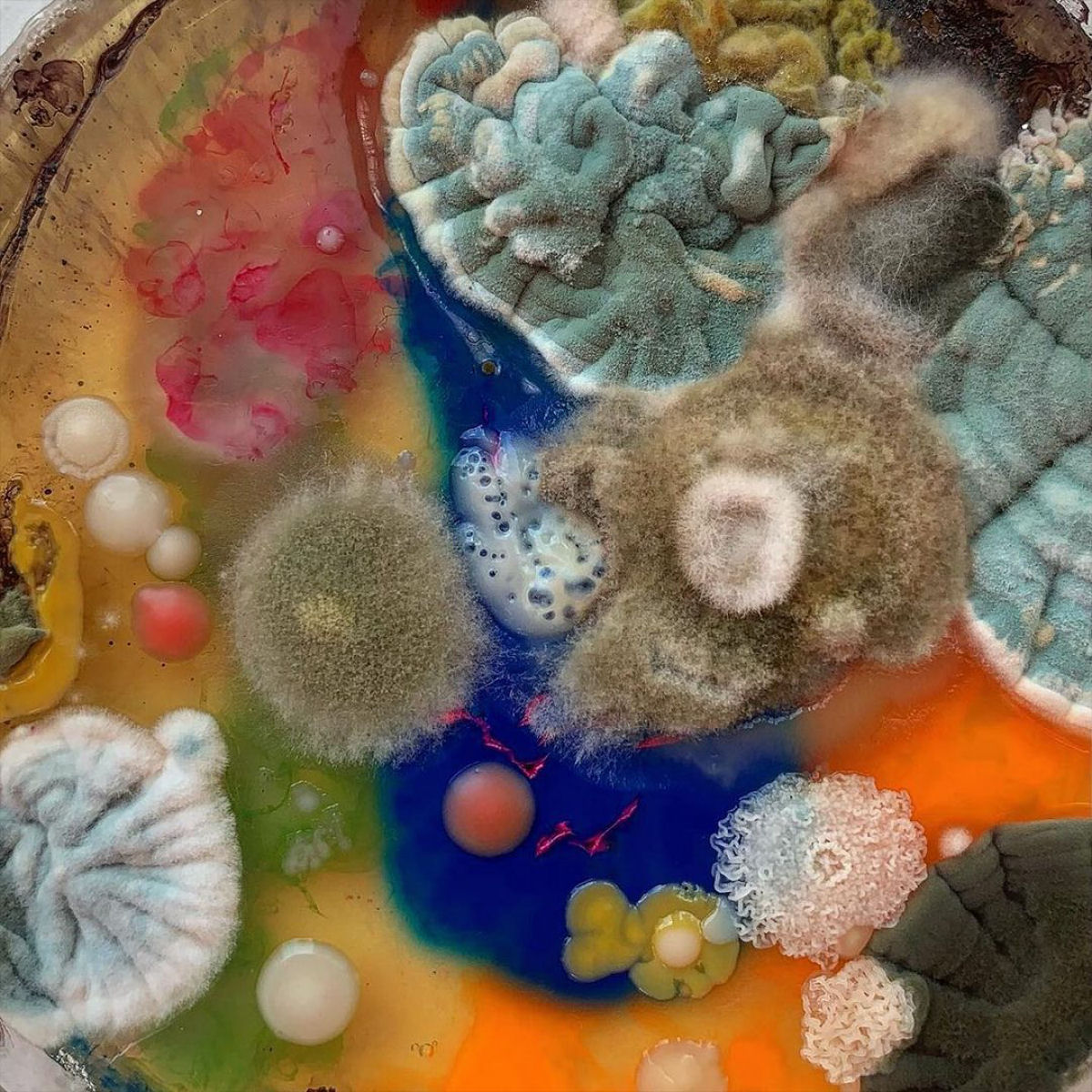 A impressionante arte resultante do cultivo de microrganismos em placas de Petri 08