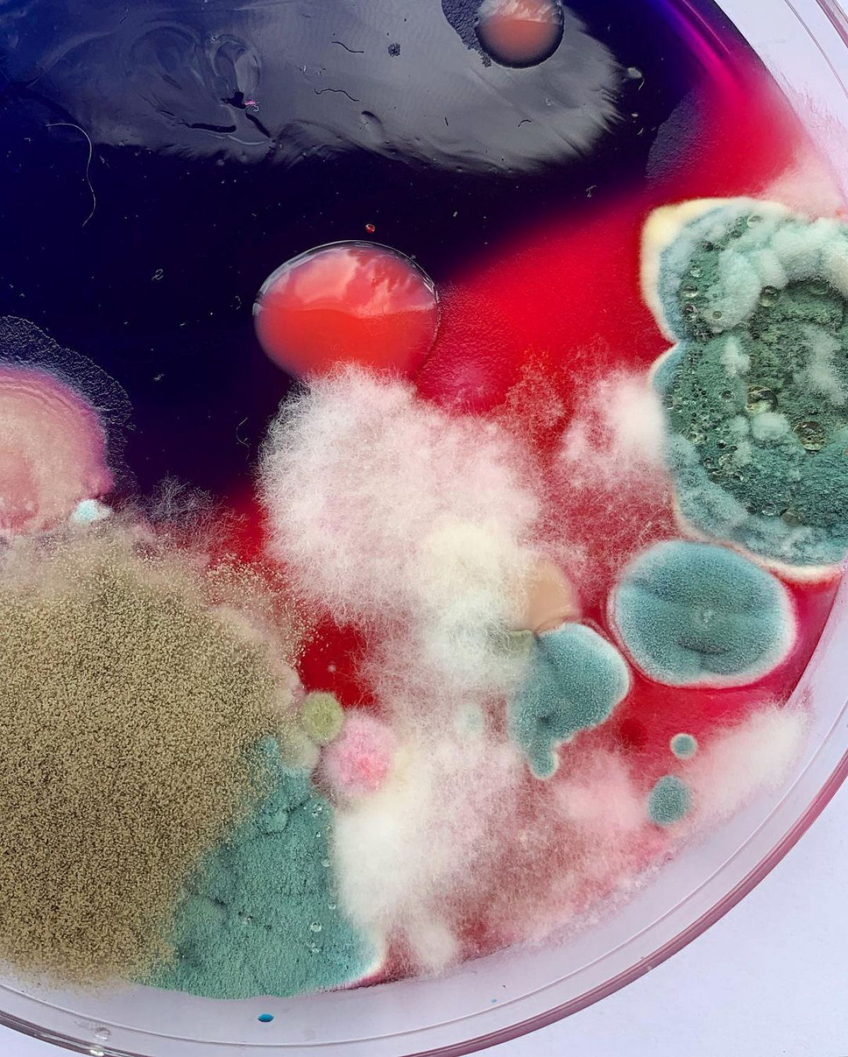 A impressionante arte resultante do cultivo de microrganismos em placas de Petri 09