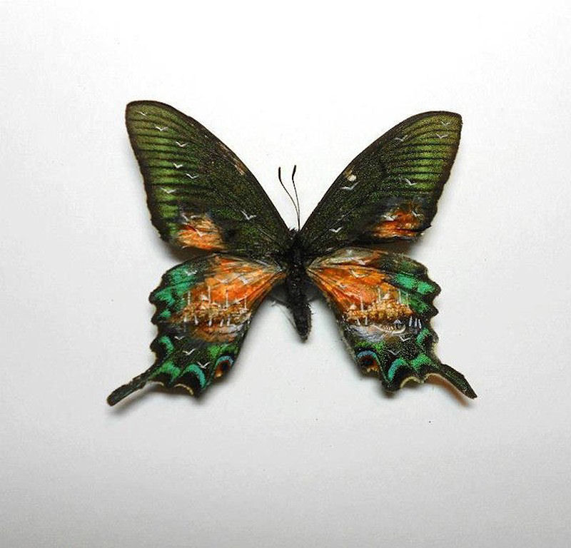 Talentoso artista pinta nas asas da borboleta 10
